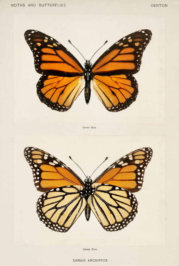 Monarch Butterfly Print (Danais Archippus) Professional Print quality poster art.