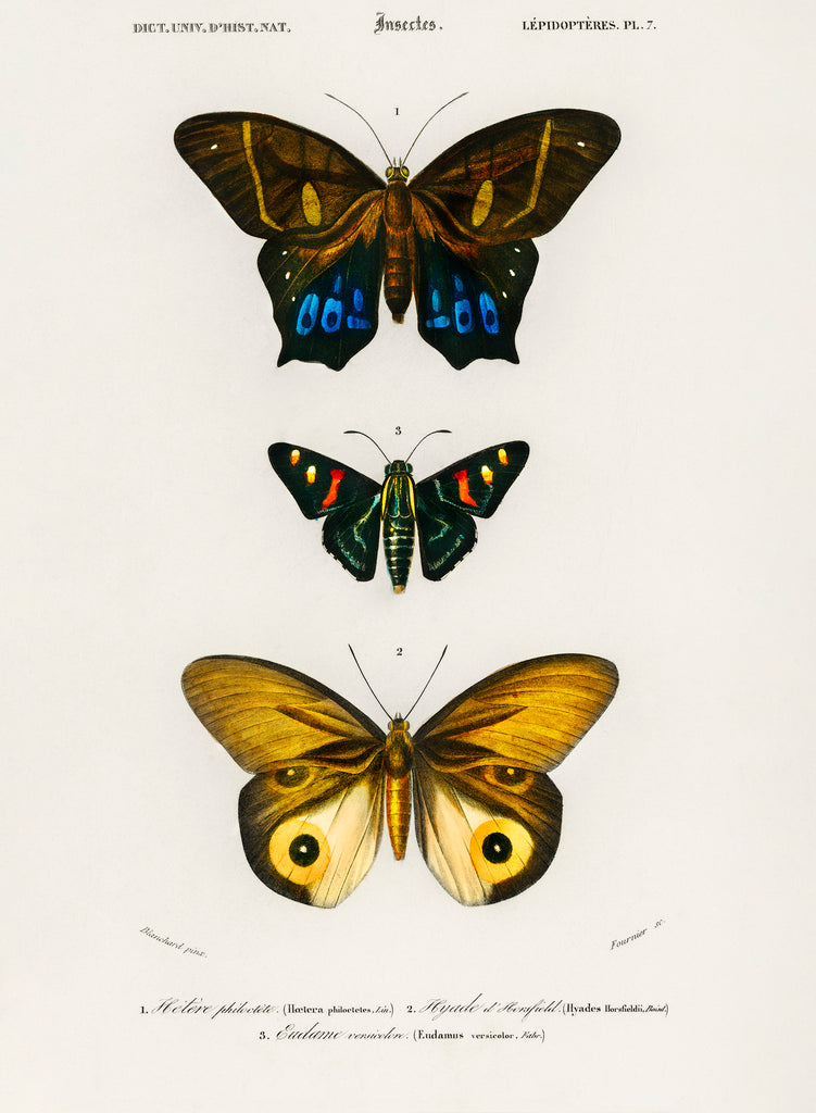 Different types of butterflies Wall Art (1806-1876). Professional Print quality poster art.
