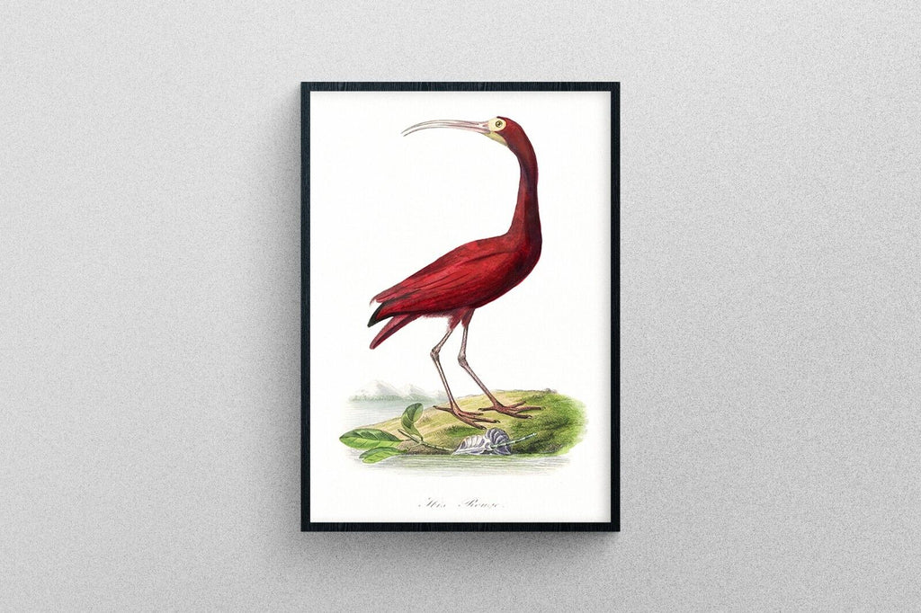 Scarlet ibis bird print in high resolution by Paul Gervais | Exhibition Quality