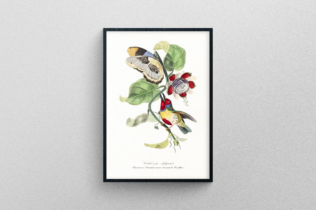 Barbet bird print in High Resolution by Paul Gervais | Exhibition Quality