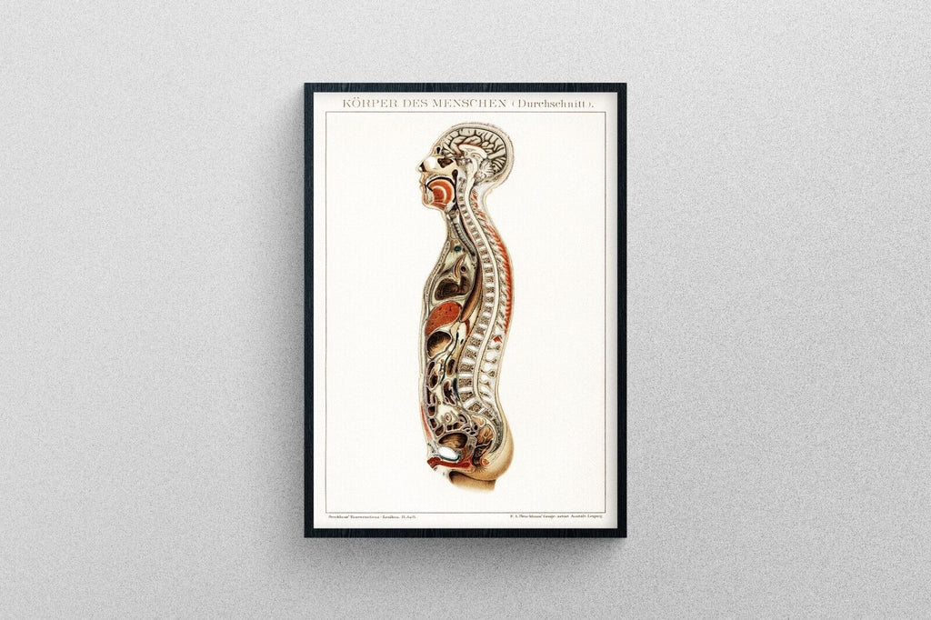 Shop Anatomy Posters