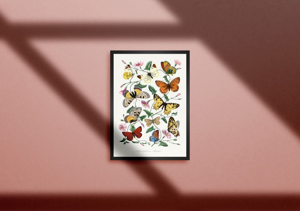 Butterfly & moth print in high resolution by Paul Gervais | Exhibition Quality