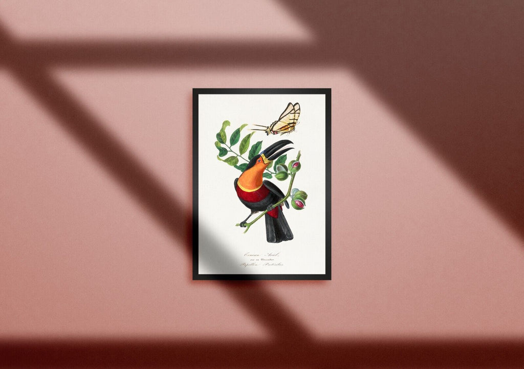 Billed Toucan Print in high Resolution by Paul Gervais | Exhibition Quality