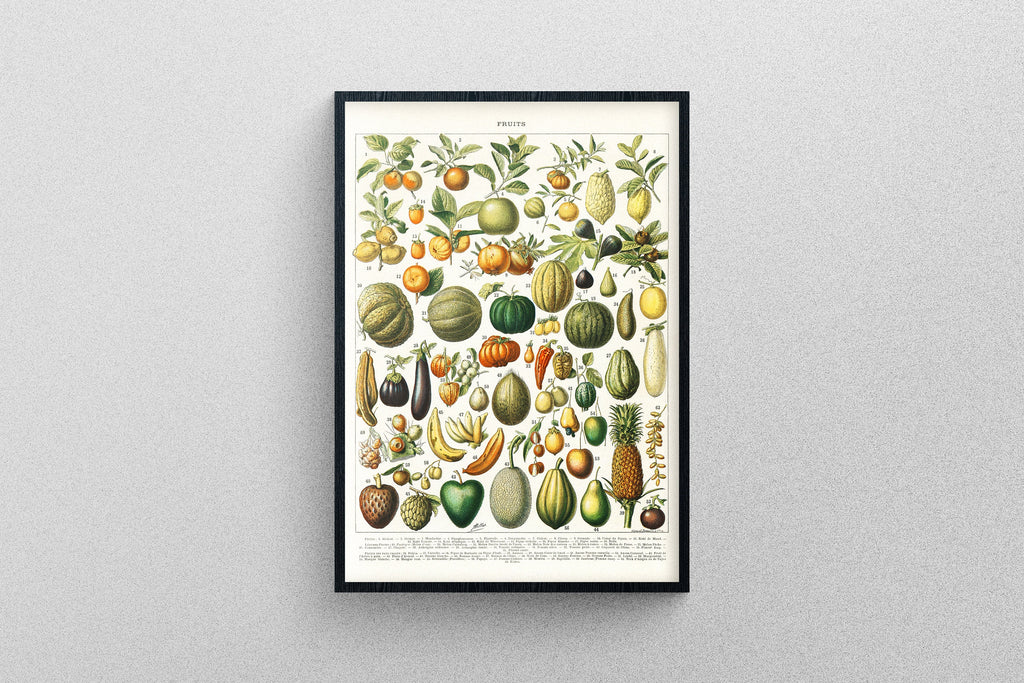 Different Fruits vintage poster | Art Print Diagram chart exhibition quality