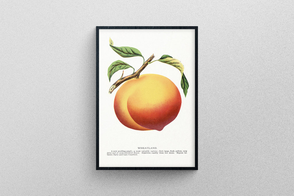 Peach Fruit vintage poster | Art Print botanical Illustration exhibition quality