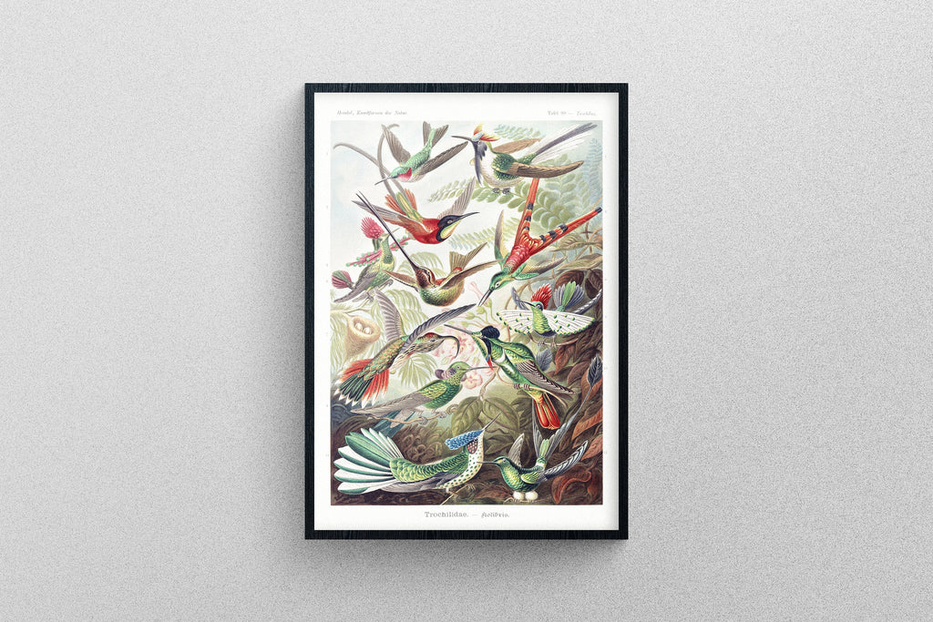 Hummingbirds Print, 1904 Art Wall Poster