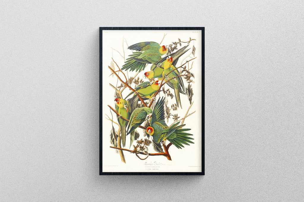 Carolina Parrot Print, From Birds of America, Art Wall Poster