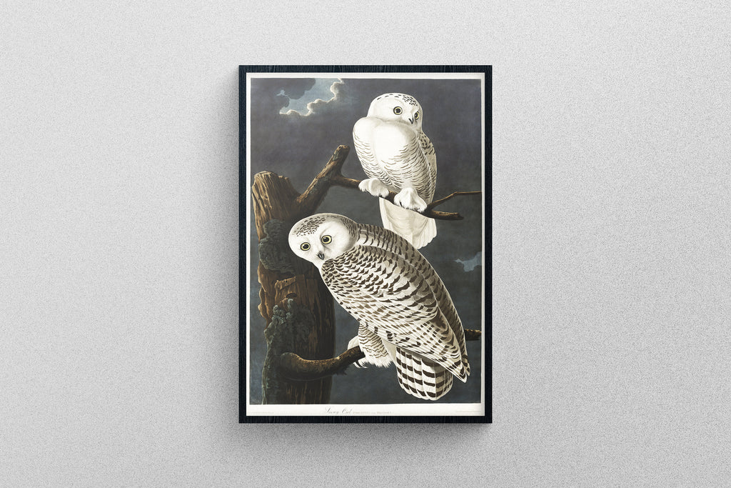 Snowy Owl Print, From Birds of America, Art Wall Poster