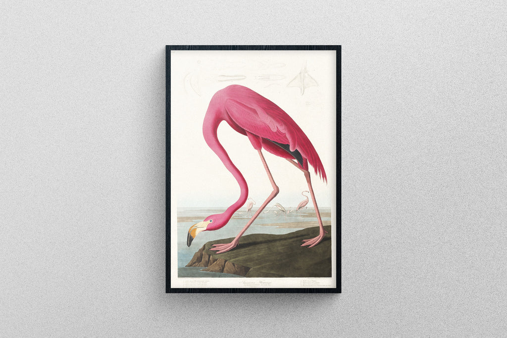 Pink Flamingo Poster from Birds of America, Art Print