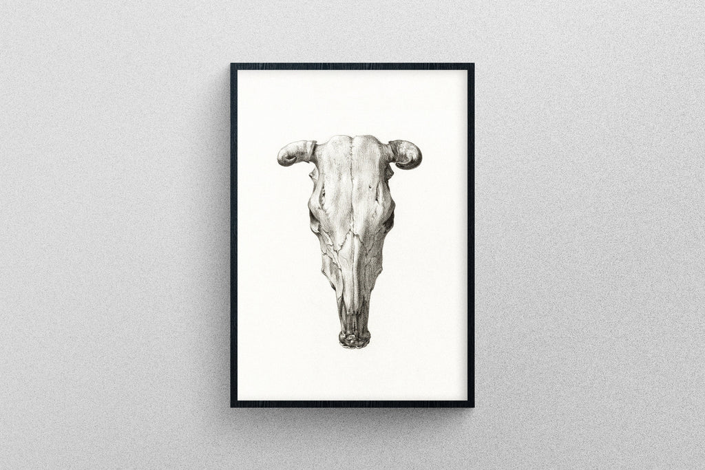 Cattle skull, B&W Drawing giclée art print in high resolution, high-quality poster.
