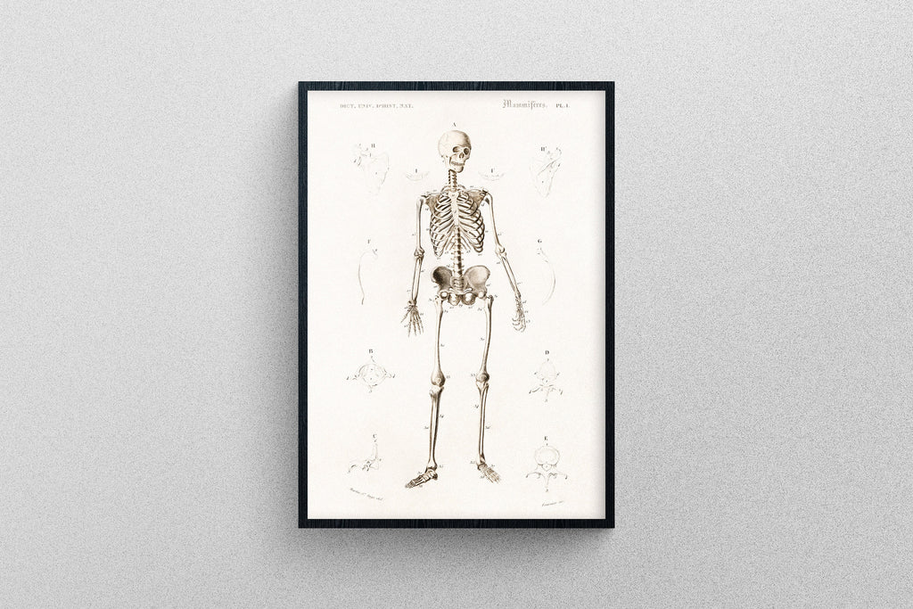 An Antique Illustration of the Human skeletal System | Professional Print Quality poster