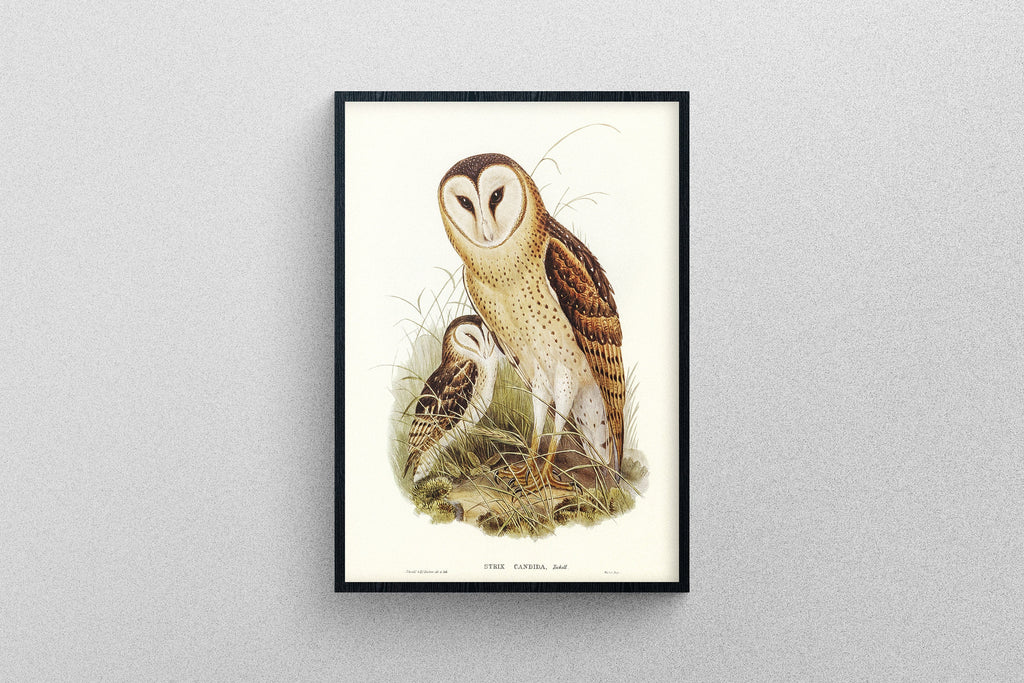 Grass-Owl vintage poster | Art Print, Study of Animals.