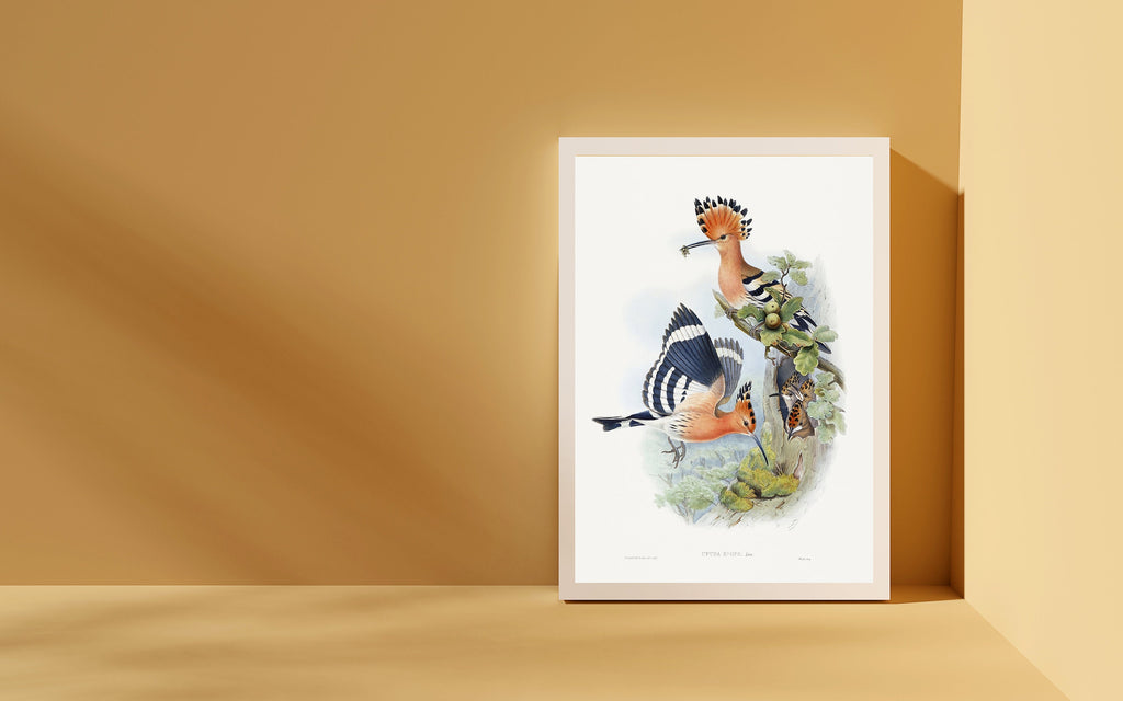 Eurasian hoopoe Poster, vintage illustration of birds, Art Print