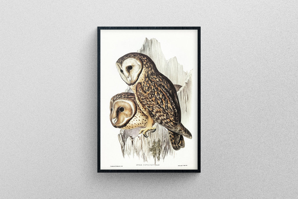 Chestnut-faced Owl vintage poster | Art Print Study of Animals.