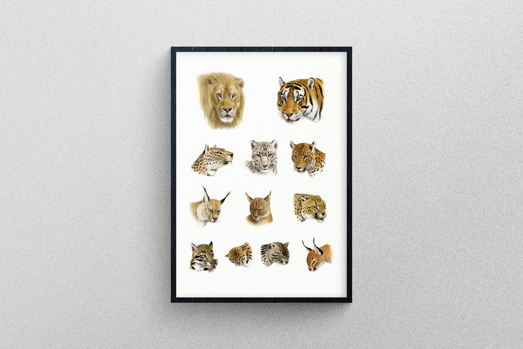 Vintage Wild Cats Animal illustrations poster | Art Print Study of Animals.