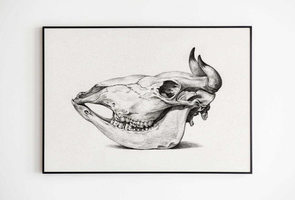Skull of a cow (1816) by Jean Bernard Cattle Poster Art Black & White Drawing.