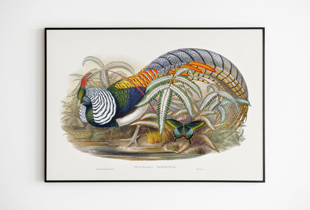 Lady Amherst's pheasant - 1850-1883 Art Print Pheasant, Butterfly | Botanical Illustration